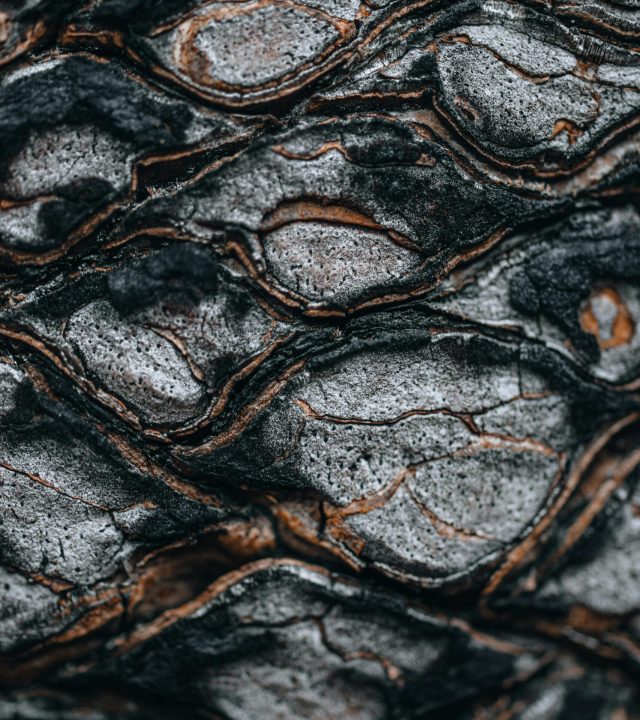 Detailed texture of burnt wood showcasing natural patterns and surface roughness.